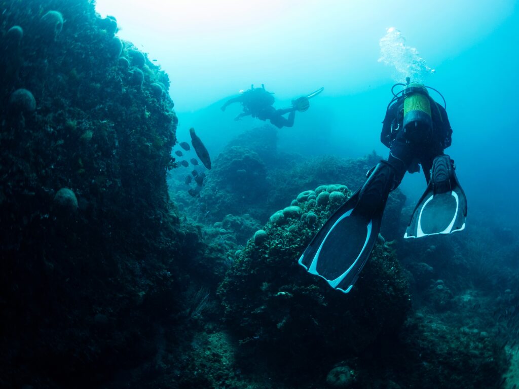 Divers,Diving,Next,Seabed,Covered,In,Marine,Life